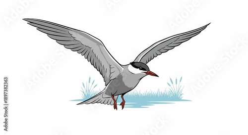 Illustration of a gray water bird with spread wings, black cap, red beak, flying over blue water with reeds
