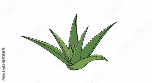 Cartoon illustration of an aloe vera plant with green, spiky leaves on a clean white background