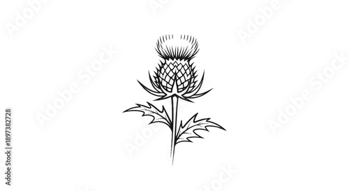 Detailed black and white sketch of a thistle plant with spiky leaves and a prominent flower head