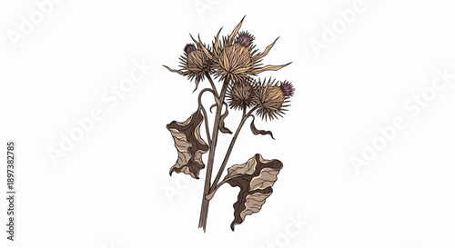 An illustration of a dried burdock plant with three thorny heads and wilting leaves on a white background