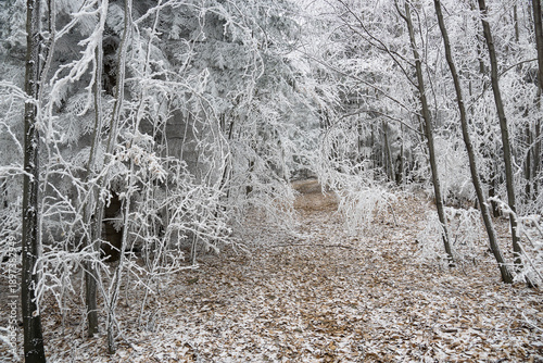 A frosty morning in the Beskids