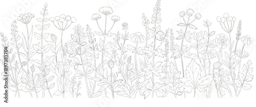 Detailed hand-drawn grayscale illustration of various wild herbs and plants, forming a natural border