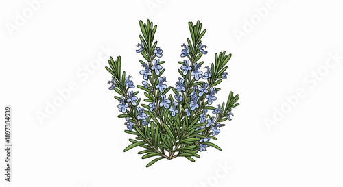 An illustration of a flowering plant with green leaves and small blue-purple blooms on a white background
