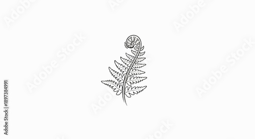 Minimalist black outline drawing of a fern frond with a coiled fiddlehead on a white background
