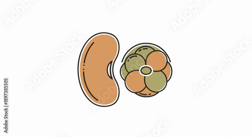 Two stylized, outlined illustrations a kidney bean shape and a cluster of dividing cells