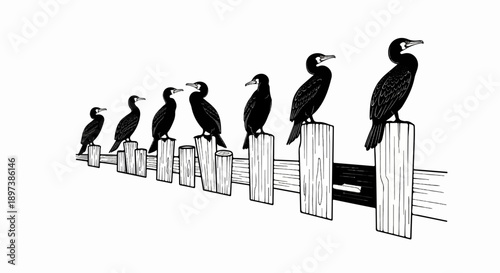 Seven black birds, likely cormorants, perched on a receding wooden fence, growing larger in size