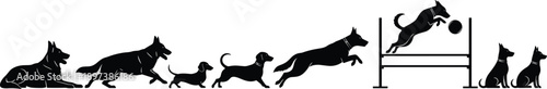 dog, motion, silhouette, agility, jump, run, walk, sit, lie, training, ball, hurdle, black, white, sequence, activity, behavior, dynamic, canine, exercise