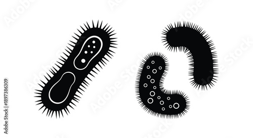 Black and white illustration of three different bacterial cell shapes