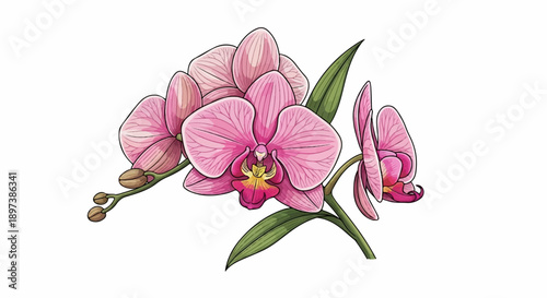 Vibrant pink orchid flowers and buds with green leaves, illustrated on a clean white background