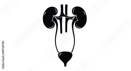 Anatomical illustration of human kidneys ureter and bladder