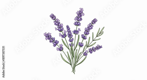 An artistic illustration of a vibrant bunch of purple lavender flowers with green stems on a white background