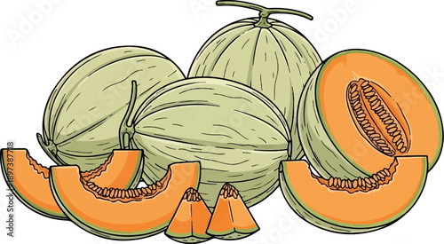 Illustrated group of fresh green melons, some whole, some sliced, revealing vibrant orange flesh and seeds