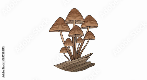 Illustration of a cluster of brown-capped mushrooms with ribbed gills growing from a brown wooden log