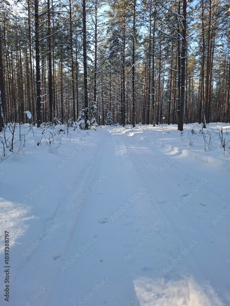 Obraz premium snow covered trees