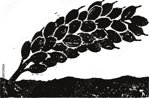 Black and white illustration of wheat stalk lying on ground in rustic