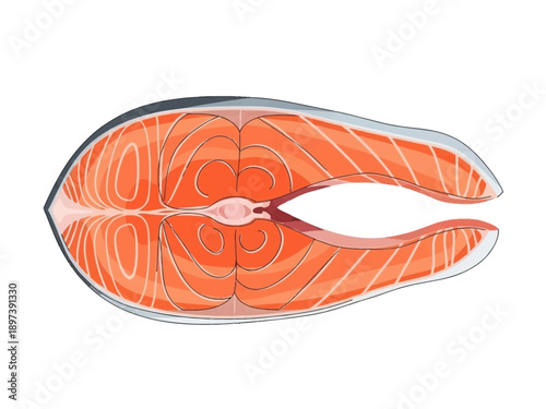 Salmon fillet illustration showing intricate details and texture from a top view