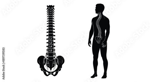 Human spine illustration showing skeletal structure and body silhouette