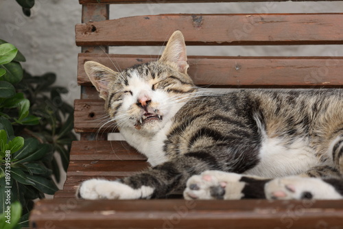 A cute cat with its eyes closed and teeth showing.