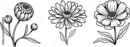 Set of Three Hand Drawn Vintage Floral Illustrations Featuring Detailed Flower Blooms and Buds in a Clean Black Engraving Style,