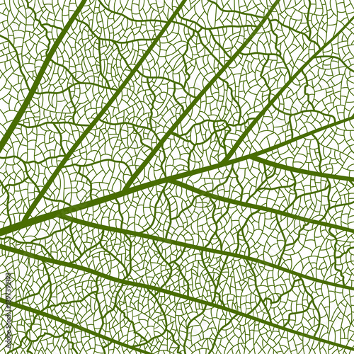 Green tree leaf veins texture pattern. Closeup leaf pattern background with veins and cells, showcasing intricate organic structure. Leaf veins pattern for nature backgrounds, botanical designs