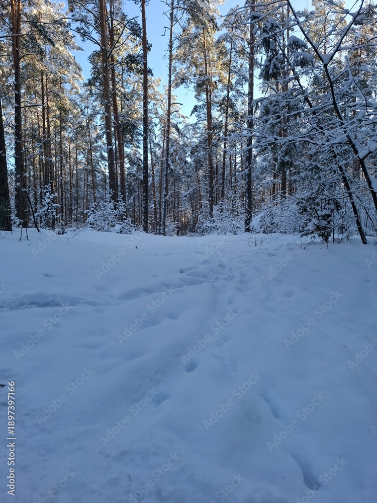 Fototapeta premium snow covered trees