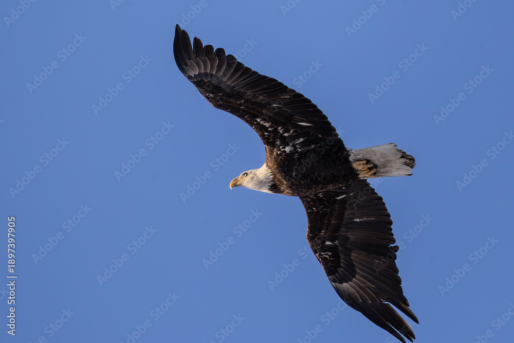 Fototapeta premium american bald eagle