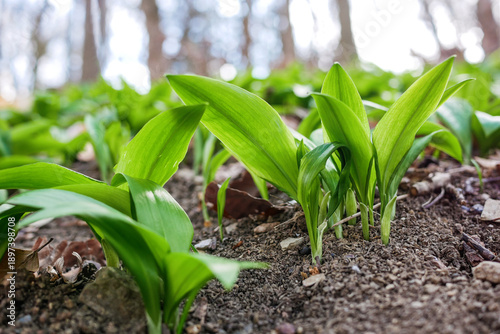 Close-up of fresh wild garlic ramsons leaves growing in forest soil. Natural spring herb, edible green plant, healthy organic food concept, woodland nature background