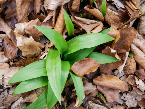 Fresh wild garlic leaves growing in forest soil among dry leaves. Natural spring herb, organic food, foraging and healthy green plant background