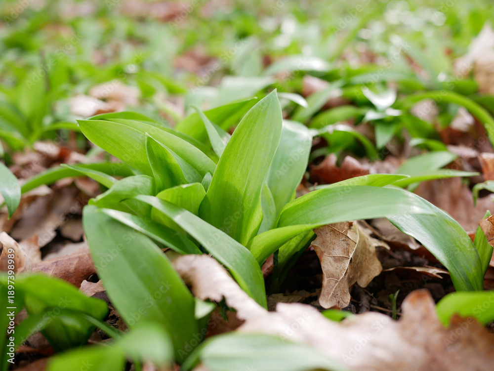 Obraz premium Fresh wild garlic leaves growing in forest soil among dry leaves. Natural spring herb, organic food, foraging and healthy green plant background