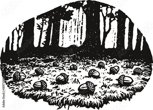 Acorns scattered on forest floor under trees in natural outdoor woodland scene