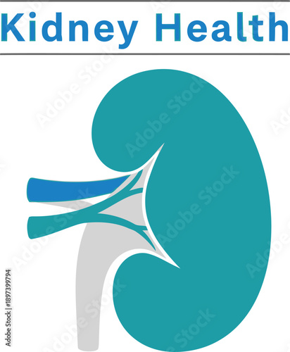 Kidney Health organ typography design vector illustration for medical awareness body care and wellness checkup on transparent background.