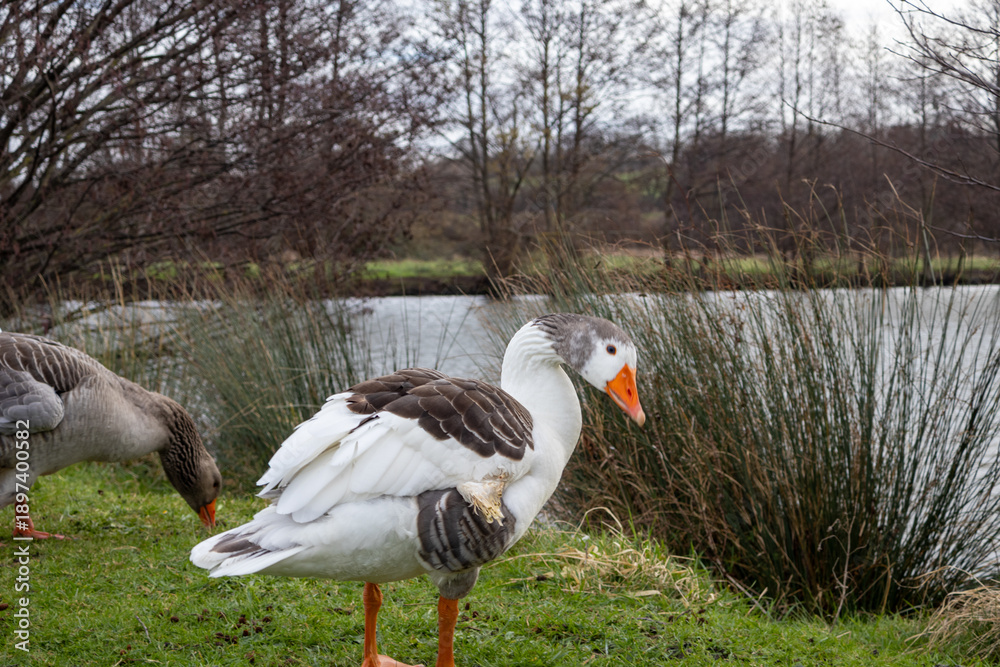 Obraz premium canada goose and geese
