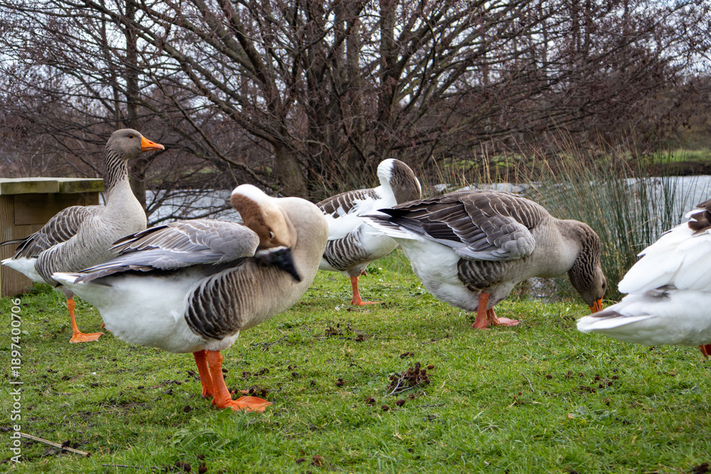 Obraz premium canada goose and geese