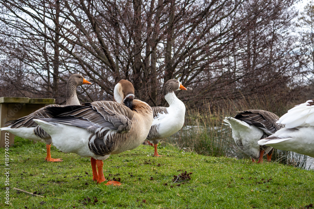 Obraz premium canada goose and geese