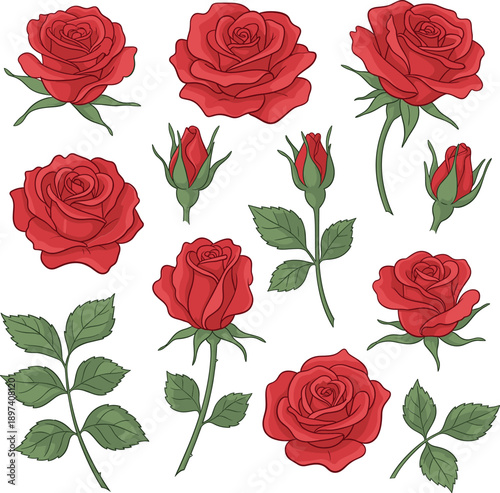 Collection of hand drawn red roses with blooming flower heads long stems rosebuds and green leaves in vintage line art style isolated