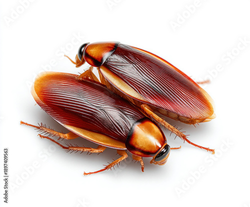 Bugs isolated on white