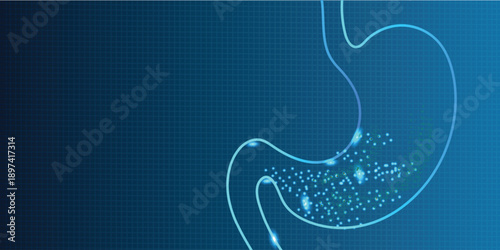 Abstract  glowing blue plexus illustration of the human stomachbackground  illustrated Vectors