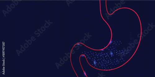 Abstract  glowing blue plexus illustration of the human stomachbackground  illustrated Vectors