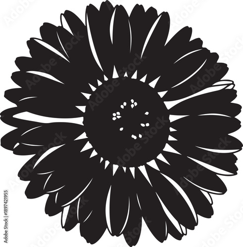 A striking black silhouette of a bellis flower with detailed petals and a spiky center, isolated on a clean white background, capturing its natural beauty.