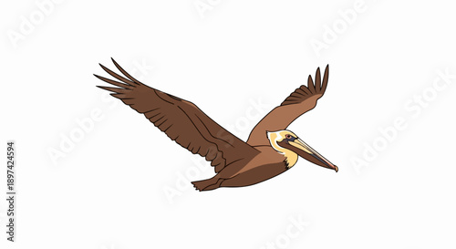 A brown pelican with wings spread wide soars through a white background