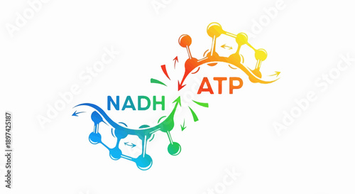 Molecular energy transfer NADH to ATP conversion