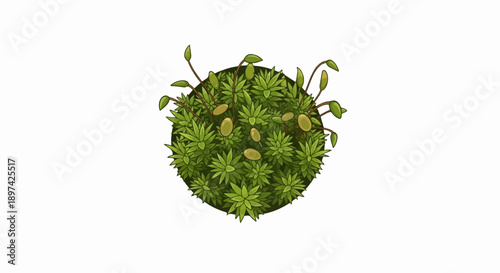 Top-down view of a circular green moss cluster with delicate stems and developing buds