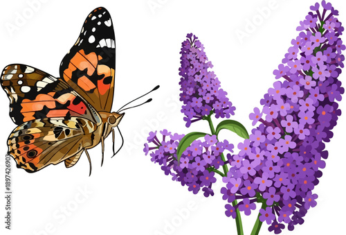 Vivid butterfly with orange, black, and white wings perches near a cluster of fragrant purple flowers