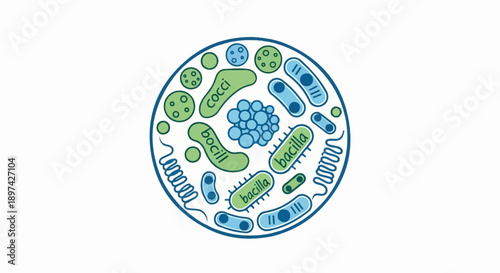 Microscopic organisms including cocci, bacilli, and other circular shapes