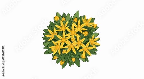 A vibrant cluster of small, yellow, star-shaped flowers nestled among lush green leaves