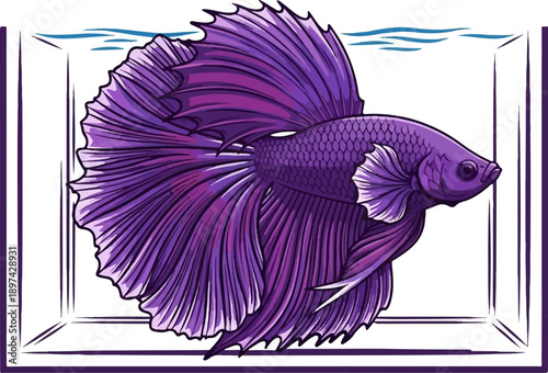 Vibrant purple Siamese fighting fish with flowing fins in a simple tank with blue water