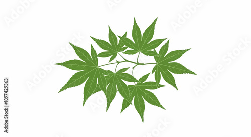 A cluster of vibrant green maple leaves on thin branches against a white background