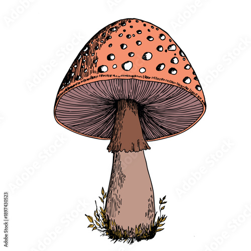 Hand drawn mushroom, vector illustration. Vegan food menu. Poisonous and edible mushrooms. Autumn mushroom picking, forest plant sketches.