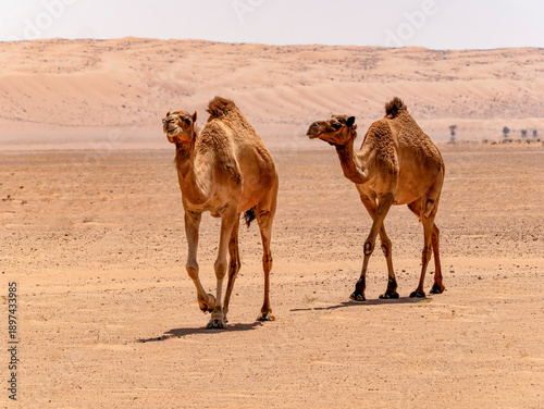 Two dromedaries (Camelus dromedarius) are walking through the desert. Photographed in the Sharqiya Desert.