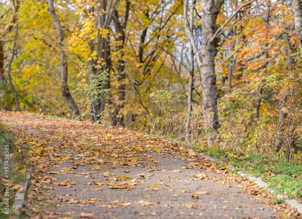 Obraz premium road in autumn forest